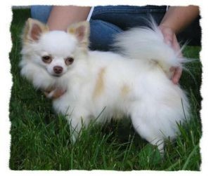 CH. Windsong's American anthem