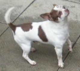 CH. Tik skovranov dvor