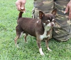 jls monte haven vin Diesel