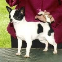 CH. Halo's Little but tuff