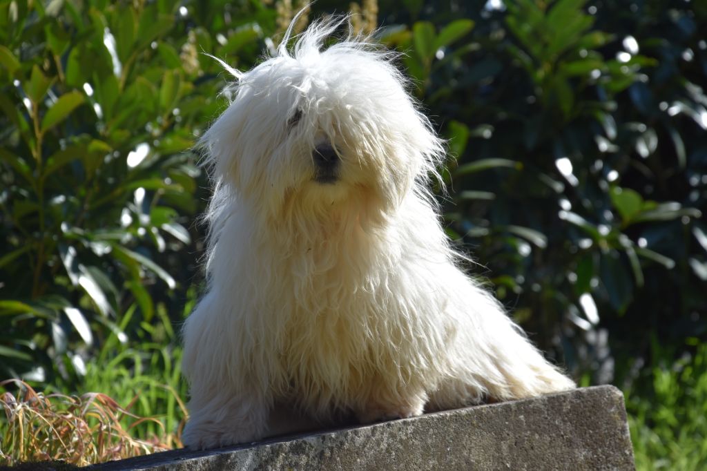 Publication : du moulin de Caveaumont Auteur : HERICHER