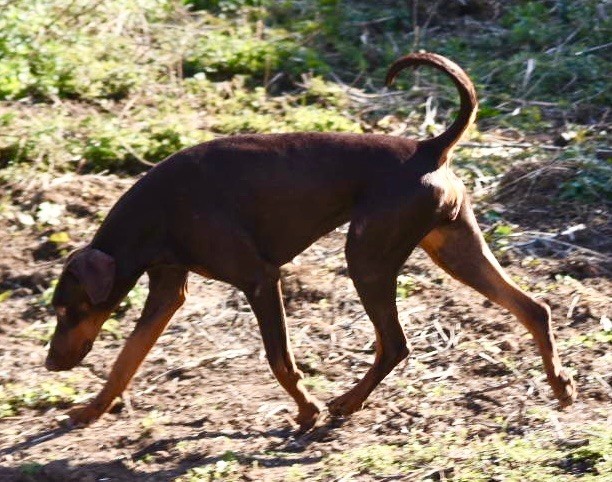 Publication : Des Pur sang D'aphrodite Auteur : Dpsa 