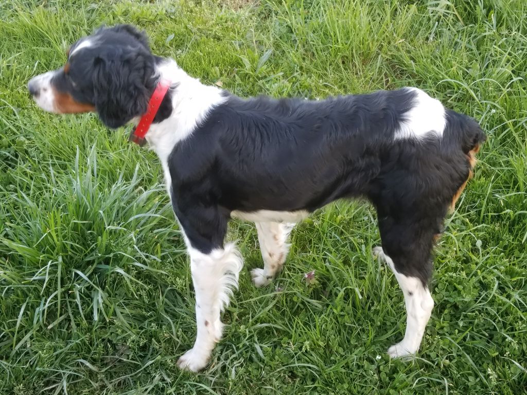 Nicky des landes du chene