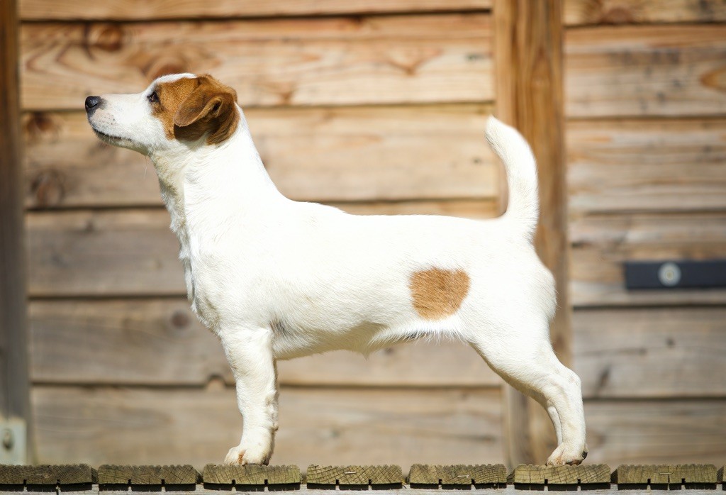 Publication : Du Bois De Capsil