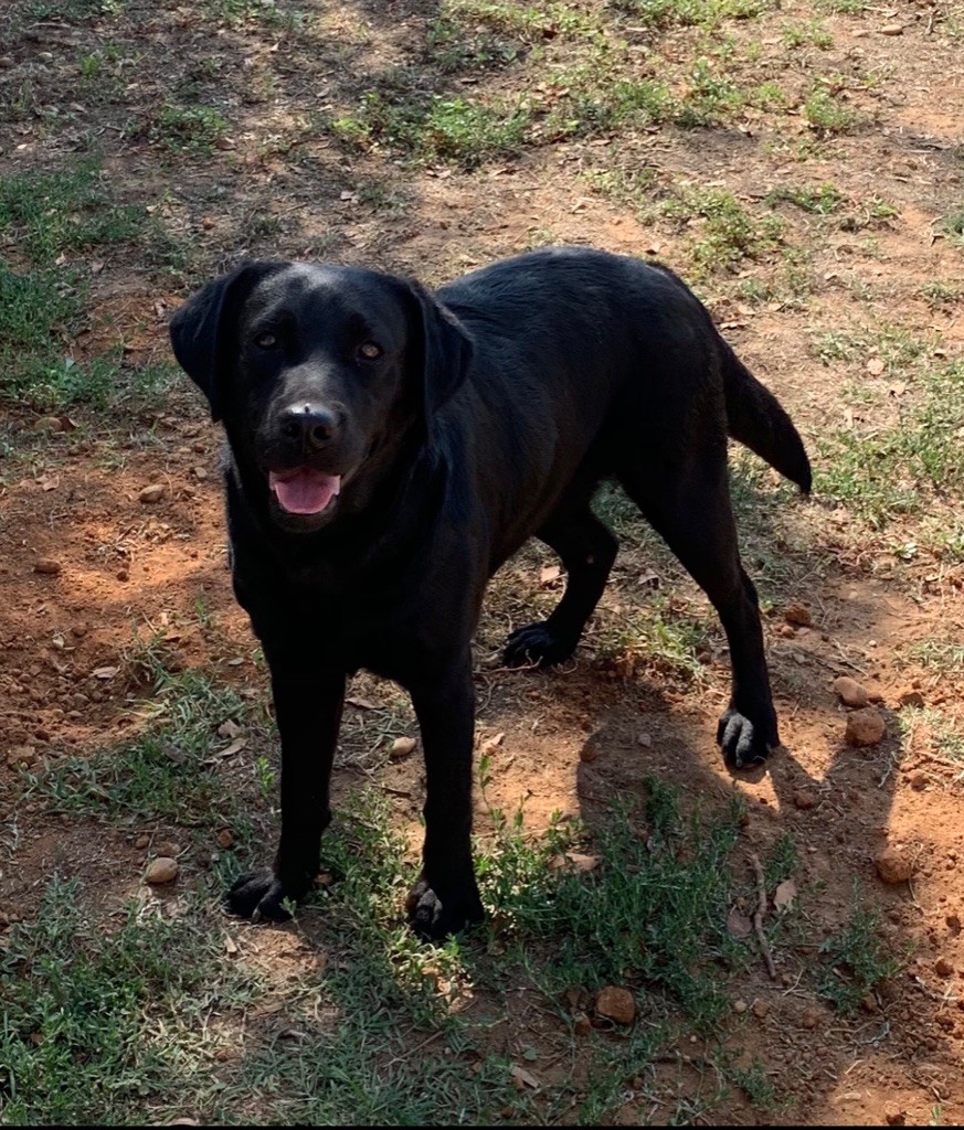 Phidji du clos du barrian