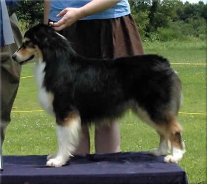 watermark Irresistible