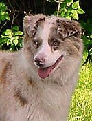 CH. patchworks Fancy bluegrass