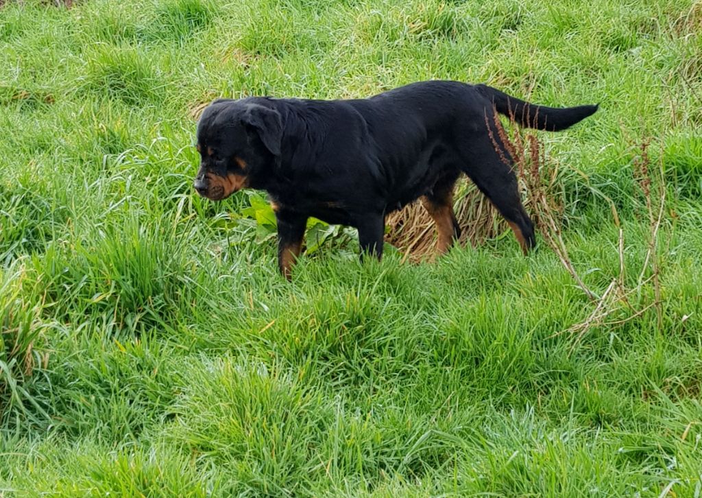 Publication : du puits a loups Auteur : S.Ferandeau