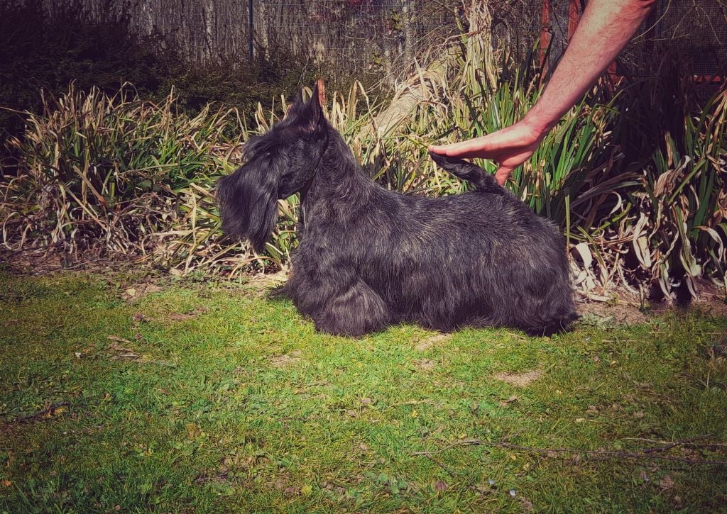 Norma the high priestess du Loch D'Ergué