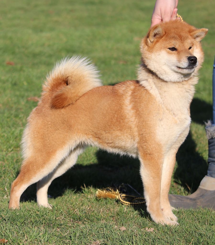 inari okami Binkatsu