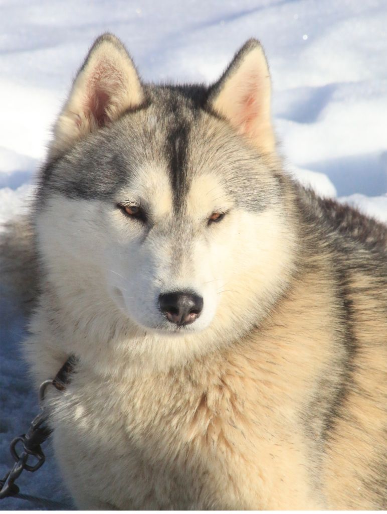 Publication : Of Wolf Siberian Song Auteur : corinne marhuenda