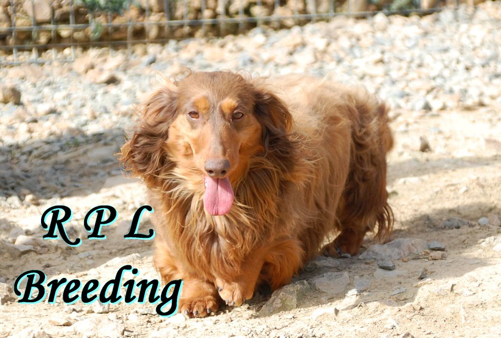 Publication : du Royaume des P'tites Ladies Auteur : RPL Breeding