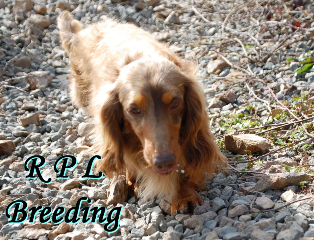 Publication : du Royaume des P'tites Ladies Auteur : RPL Breeding