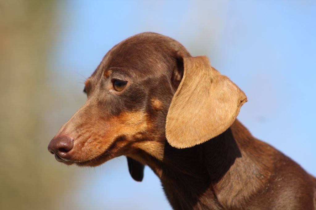 Rubis de l'air salin