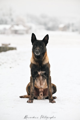Étalon Berger Belge - O'mawak de la Roche de l'Empereur