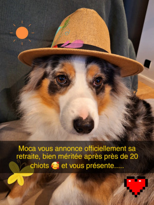 Étalon Berger Australien - Moca Du Gazouillis