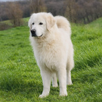 Étalon Golden Retriever - Teddy sacred talisman