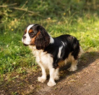 Étalon Cavalier King Charles Spaniel - Rovana de la maison du ryez