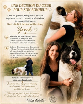 Étalon Akita americain - Krav Addict Return-of-the-king
