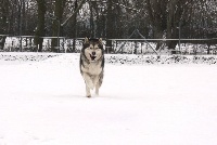 Étalon Alaskan Malamute - On the road again in-search Of Panem's Wolf