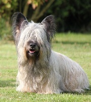 Étalon Skye Terrier - CH. Généralpapa Du Mas Sumacs