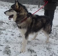 Étalon Alaskan Malamute - Paddy de la légende du loup blanc