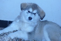 Étalon Alaskan Malamute - Bright Northern star's Riley