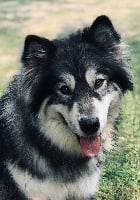 Étalon Alaskan Malamute - Peril on the pack of tribal laws