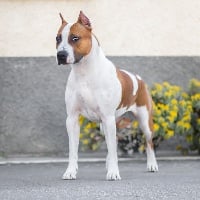 Étalon American Staffordshire Terrier - Burning Staff Pretty girl born to win