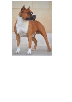 Étalon American Staffordshire Terrier - CH. Celia's Blue Eyes Jim jericho courts