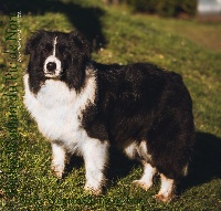 Étalon Border Collie - Pretty woman Du Pic De Nore