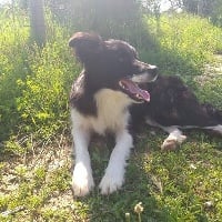 Étalon Border Collie - Peps Des Shetland Des Pyrenees