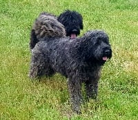 Étalon Bouvier des Flandres - Noisette Du Domaine Des Pattes Dorées