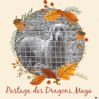 Étalon Braque de Weimar - Pastaga Des Dragons Maya