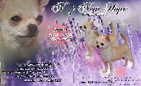 Étalon Chihuahua - CH. Jch n'j new hope Of Midget Angel's