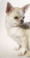 Étalon Chihuahua - Rita ora Des graines de stars