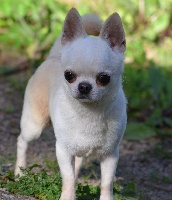 Étalon Chihuahua - Moonwhite Du Jardin De Saphirs