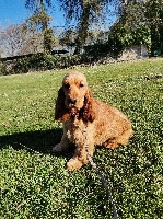 Étalon Cocker Spaniel Anglais - Reinette du Moulin de la Terrasse