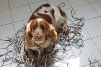 Étalon Cocker Spaniel Anglais - O 'gaby Des eaux vives