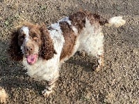 Étalon English Springer Spaniel - Oops i did it again du Port Vieux of Euskadi