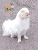 Étalon Epagneul Japonais - P'lune de miel du Dieu de la Lumiere