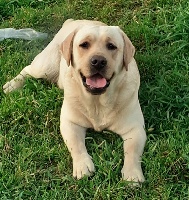 Étalon Labrador Retriever - Prunus des Graffitis de la Lauzeraie