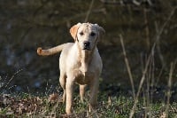 Étalon Labrador Retriever - rougemare Hera