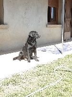 Étalon Labrador Retriever - Olga du domaine de la petite baya