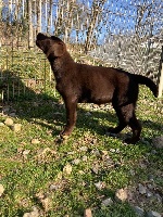 Étalon Labrador Retriever - Reset Du domaine de la villatelle