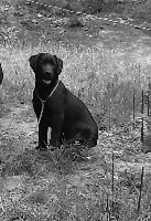 Étalon Labrador Retriever - Naig Du Kastell Dinn