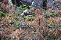 Étalon Setter Anglais - Neige Des Bois Du Causse Noir