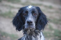 Étalon Setter Anglais - Purdey Du Marais De Tinjat