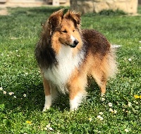 Étalon Shetland Sheepdog - Vanora Jone's Poker