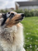 Étalon Shetland Sheepdog - Mariska bleue De la combe berail